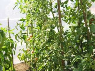 Meine Tomatenplantage - Hier ein paar ertragreiche Hybriden